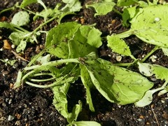 R0046412_かぶ暴風被害_20111120