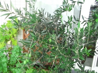 R0010741_���꡼�֥ԥå�����ϼ¤�����