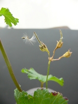 �����ʥĥ���˥���μ�