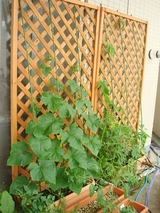 DSC05760_������ȸձ��˥ͥå�ĥ��