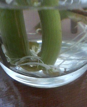 びっくり 水に挿していたディルが発根 Kochan S ベランダ菜園blog マンションガーデニング 家庭菜園 仙台グルメ キャンペーン情報等