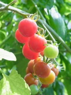 R0057025_ߥ˥ȥޥȥǥꥢȥޥȤμ_20130706