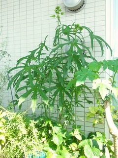 R0043658_�֥��������_20110709