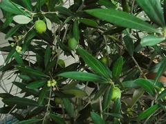 R0058569_オリーブの未熟な実_20131019