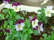 R0018082_ӥ__20090531