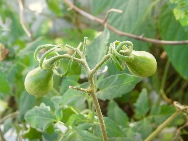 R0057831_こぼれ種ミニトマトに洋ナシ型の黄色い実_20130817