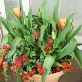 DSC03696_塼åפ礤ӥδ󤻿