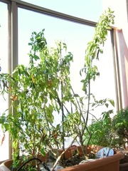 R0029081_����ɻ�3��_20101205