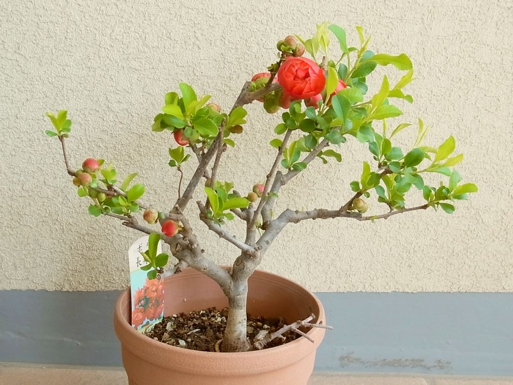 R0041318_ボケの開花_20110405