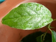 R0024440_謎の木5葉表_20100417
