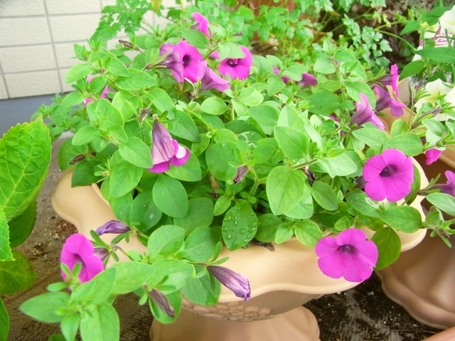 R0025538_�֥ꥨ�å��⤦��������_20100606