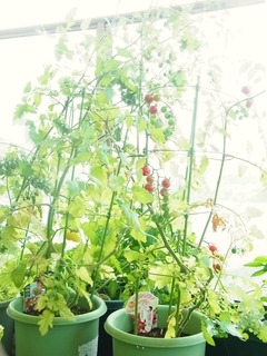 R0057060_ߥ˥ȥޥ_20130706