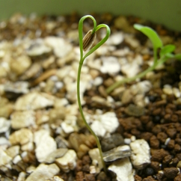 秋 ディルの発芽 Kochan S ベランダ菜園blog マンションガーデニング 家庭菜園 仙台グルメ キャンペーン情報等