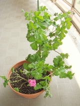 DSC04223_������������˥����������