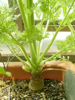 R0060879_とう立ちニンジン_20140525