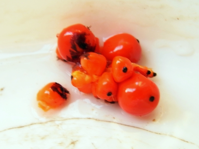 R0026405_クワズイモの実_20100719