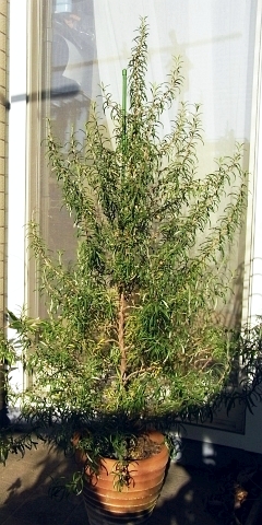 ローズマリーツリー 初めての花芽か Kochan S ベランダ菜園blog マンションガーデニング 家庭菜園 仙台グルメ キャンペーン情報等