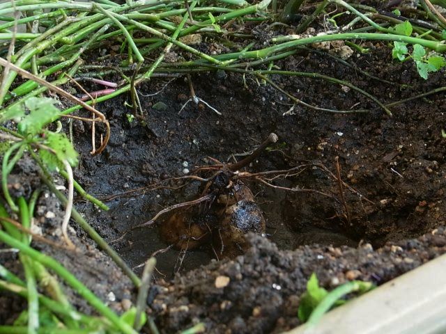 R0058489_山芋掘り1_20131014