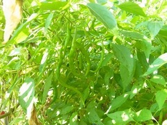 R0044291_ひもとうがらし_20110730