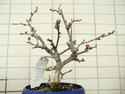 R0023304_ボケ_20100227
