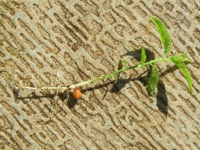 R0024635_一重庭桜の発芽の様子_20100425
