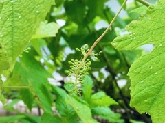 R0050428_�֥ɥ��ǥ饦�����ΰ����������_20120610