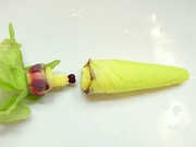 R0020254_花オクラツボミのガクとしべ取り_20090819