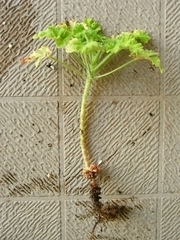 R0013577_�ء�����ʥåĥ���˥��बȴ����