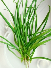 R0016573_�ե˥�˥��μ���_20090417