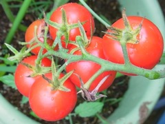 R0051415_�ߥǥ��ȥޥȥ�ӡ��Τμ�_20120722