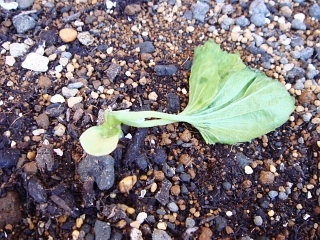 ゴーヤとキュウリの苗 冷え込みと北風暴風で枯れる Kochan S ベランダ菜園blog マンションガーデニング 家庭菜園 仙台グルメ キャンペーン情報等 ゴーヤとキュウリの苗 冷え込みと北風暴風で枯れる Kochan S ベランダ菜園blog マンションガーデニング 家庭菜園 仙台グルメ キャンペーン情報等