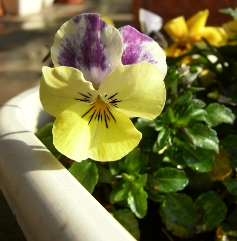 こぼれ種ビオラに紫色のしぼり模様の花 Kochan S ベランダ菜園blog マンションガーデニング 家庭菜園 仙台グルメ キャンペーン情報等
