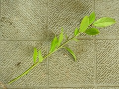 R0053387_��˼��Ҥ��Ф�_20121008