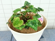 R0021011_�ߥ˥�������8��ȭ�ؿ����ؤ�_20090919