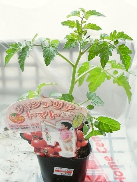 ミニトマト苗の植え付け Kochan S ベランダ菜園blog マンションガーデニング 家庭菜園 仙台グルメ キャンペーン情報等