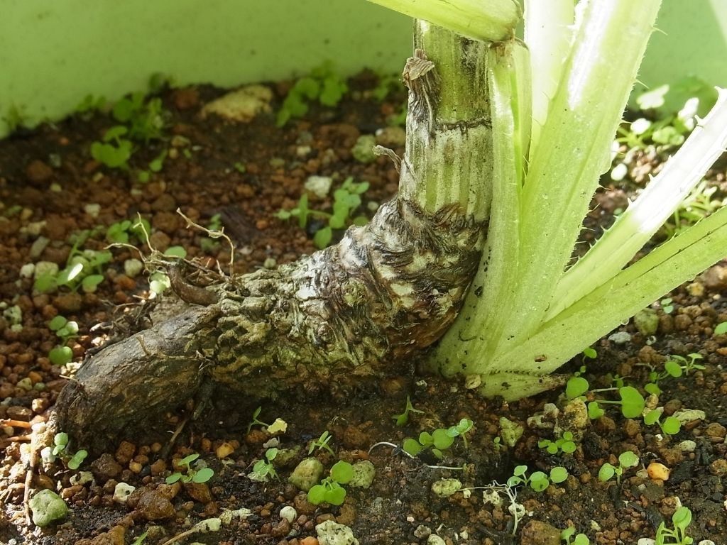 R0058221_アーティチョーク新芽の根元_20130923