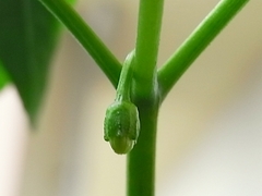 R0010494_�ʥ��ʤȻפ��뻨����Ĳ�