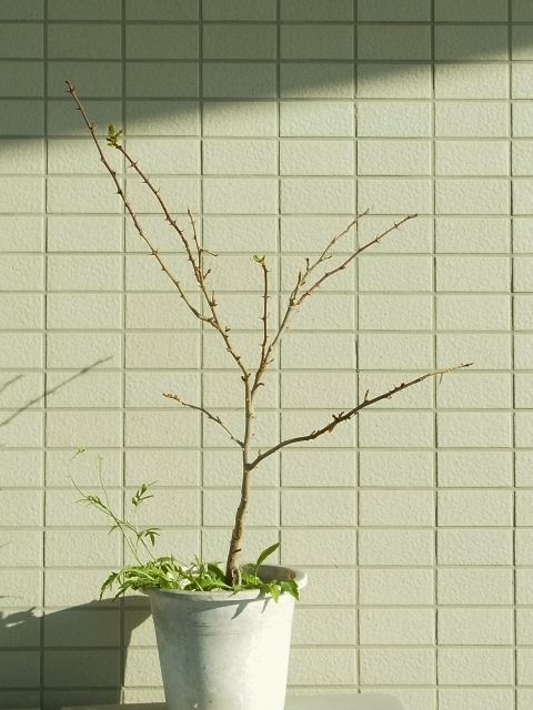 R0061704_山椒_20140928