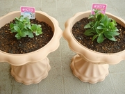 DSC03472_���ե��˥�_20090525