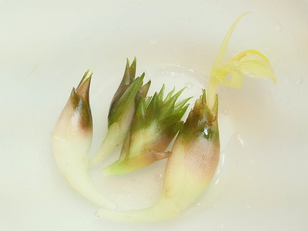 R0061663_茗荷の花芽の収穫_20140907