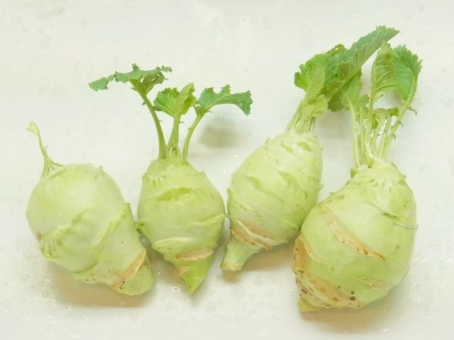 R0058127_コールラビ収穫_20130908