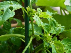 R0050435_�������ɻ�_20120610