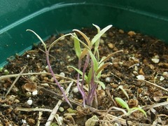 R0060376_こぼれ種発芽ミニトマト_20140413