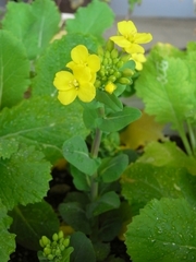 R0023743_小松菜の花芽_20100320