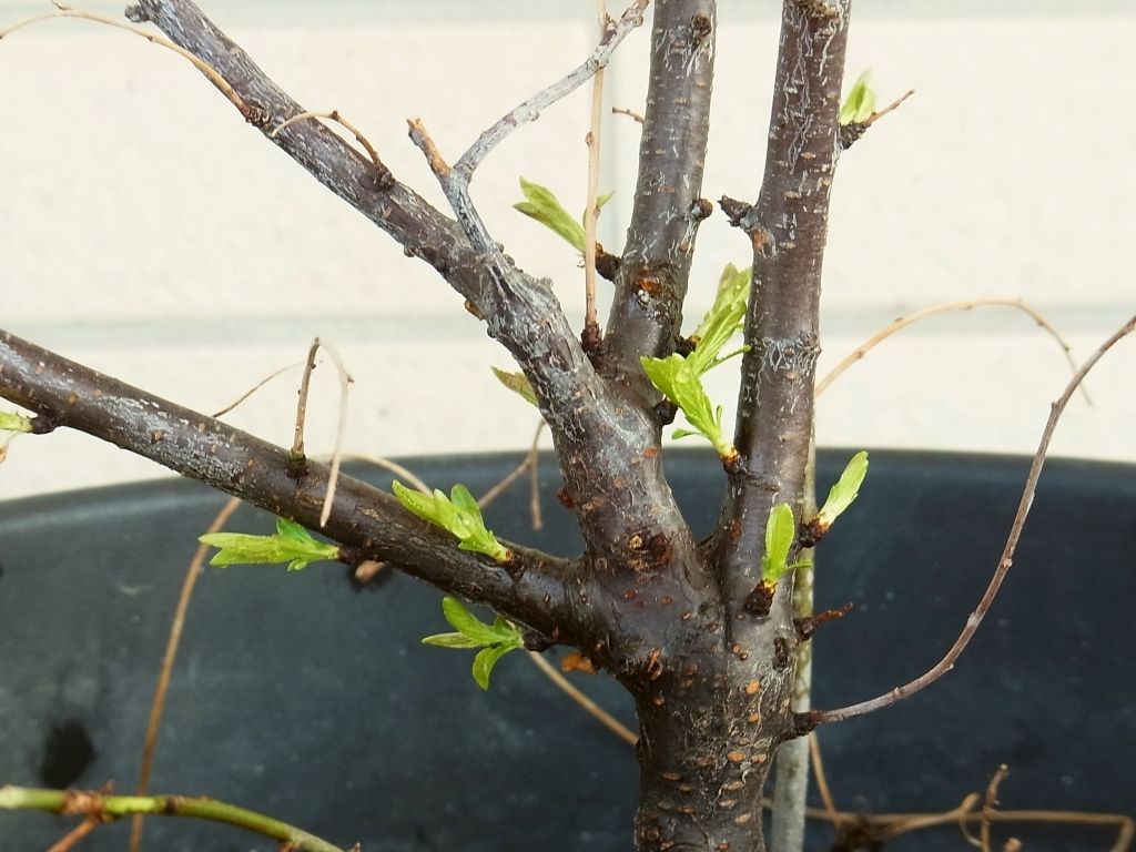 R0054792_一重庭桜の新芽_20130309