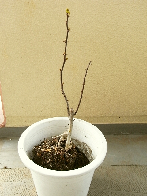 山椒の芽吹き Kochan S ベランダ菜園blog マンションガーデニング 家庭菜園 仙台グルメ キャンペーン情報等 山椒の芽吹き Kochan S ベランダ菜園blog マンションガーデニング 家庭菜園 仙台グルメ キャンペーン情報等
