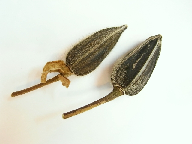 R0021276_花オクラの実収穫_20091003