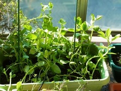 R0046399_ソラマメ暴風被害_20111120