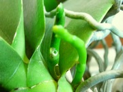 R0029175_胡蝶蘭の花芽の穴_20101211