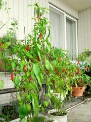 R0028458_��ɻ�_20101030